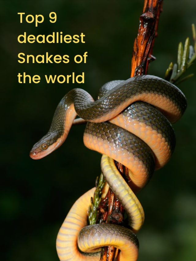 Top 9 deadliest snakes of the world